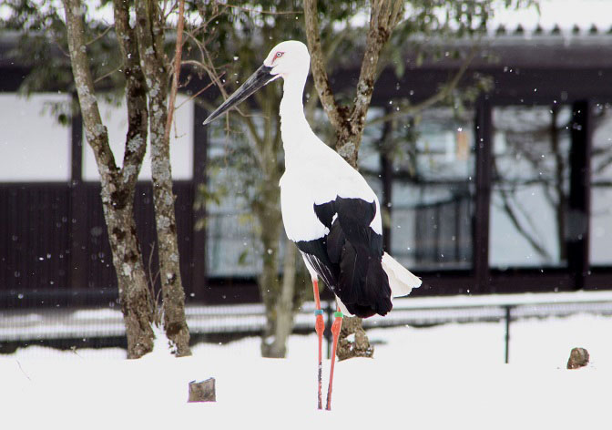 コウノトリ♪　　城崎温泉の近くにて・・_f0139465_22495011.jpg