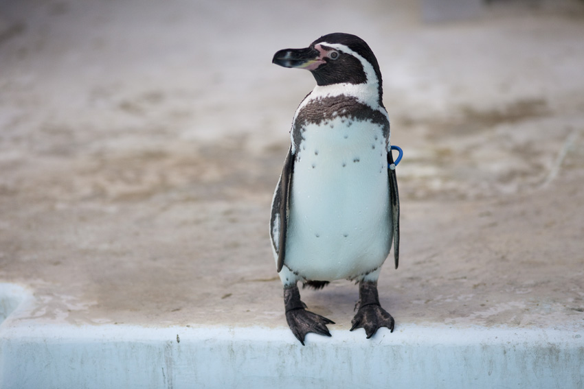 ペンギンになってみる_e0195168_1431421.jpg