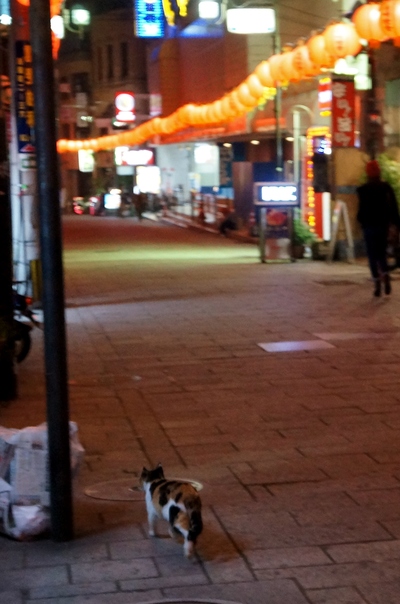 ランタン猫物語_c0193077_10472734.jpg