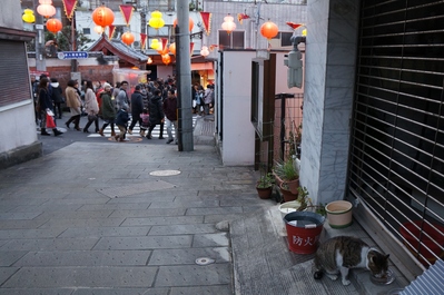ランタン猫物語_c0193077_10494425.jpg