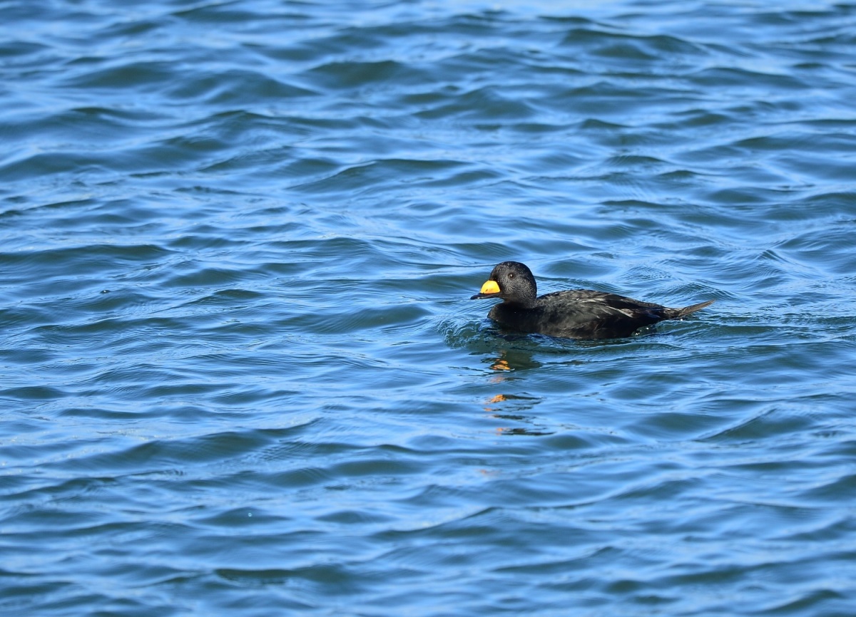 海方面より初見初撮り！・・・クロガモ。_d0157380_18254245.jpg