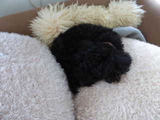2014年2月22日 がーたん_b0098584_914149.jpg