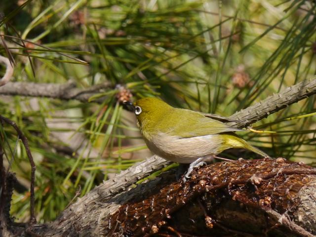 いつもの野鳥たち、それに偶々の蛾_d0088184_21363472.jpg