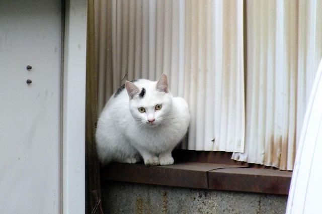 今日は猫の日_b0317485_11552777.jpg