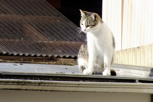 今日は猫の日_b0317485_11565187.jpg