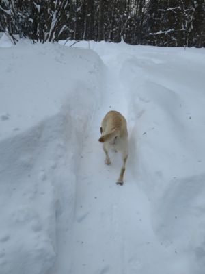 観測史上最高の積雪量となった雪の日 3日目_d0133485_1414424.jpg