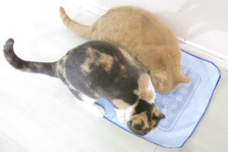 猫の日 2月22日 _c0108595_20262719.jpg