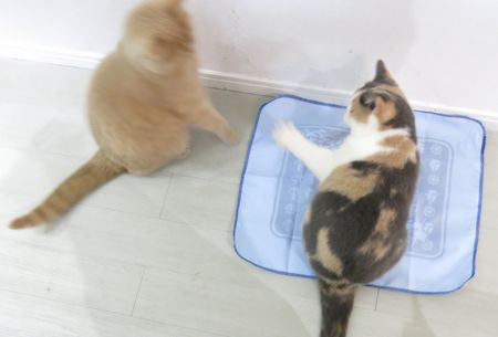 猫の日 2月22日 _c0108595_20274935.jpg