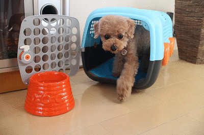 e0227996_224632.gif