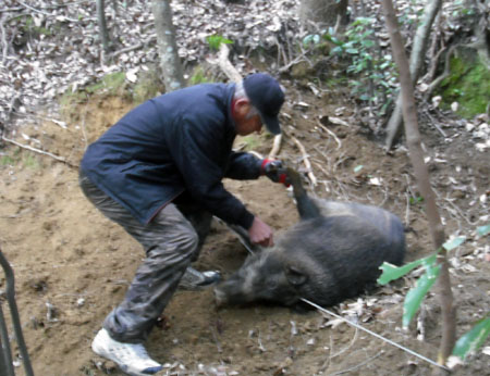 イノシシ捕獲 やきもんや の 日々