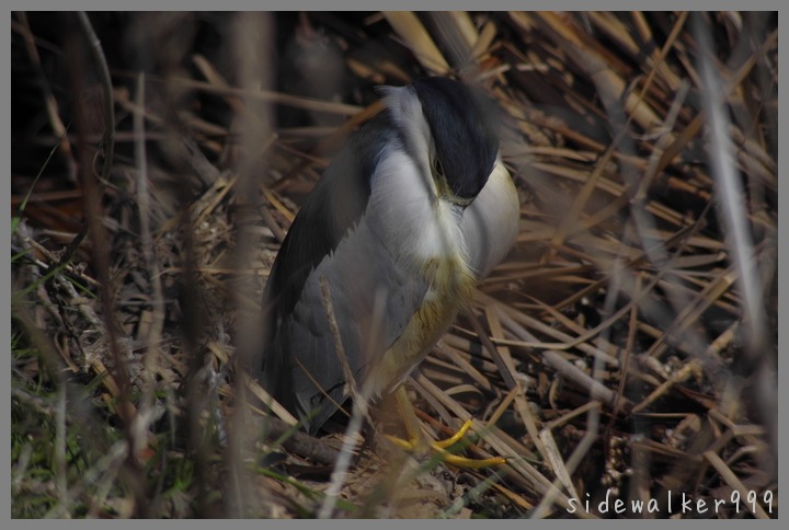 籠の鳥？_c0129300_19144089.jpg