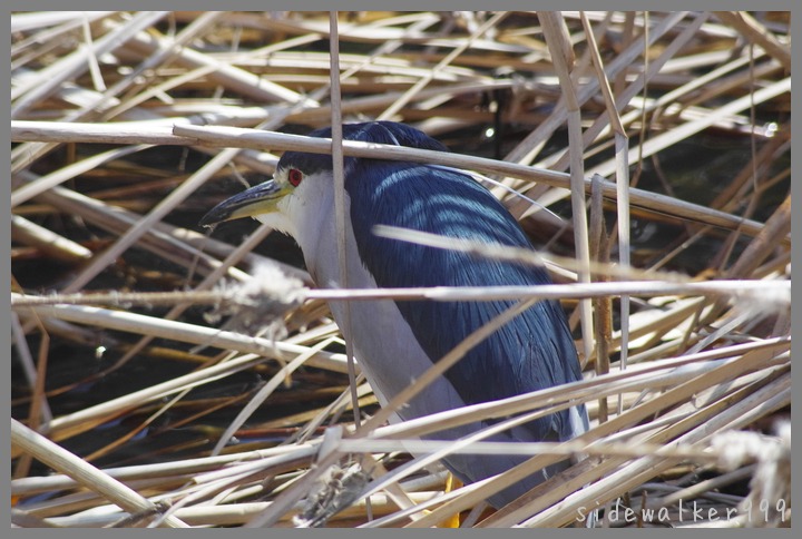 籠の鳥？_c0129300_196638.jpg