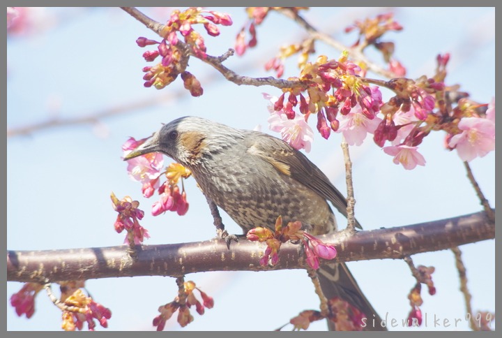 河津桜に・・・・_c0129300_784864.jpg