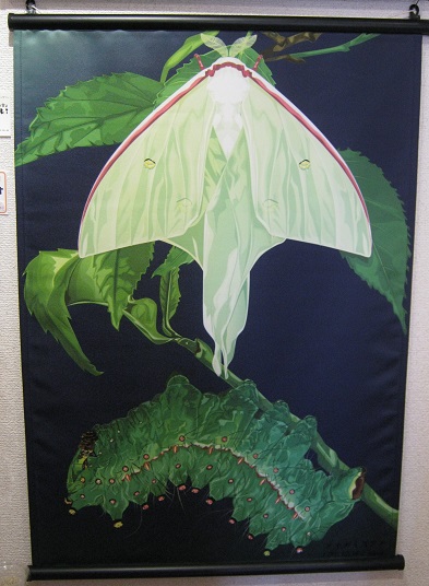 たまごの工房企画展 第4回 - mozo mozo - 虫・蟲 展 その6_e0134502_13340671.jpg