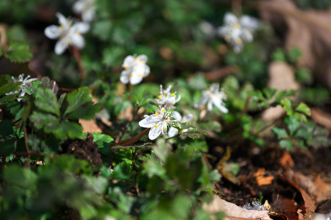 栃木市　花之江の郷の早春の花1_a0263109_21131121.jpg