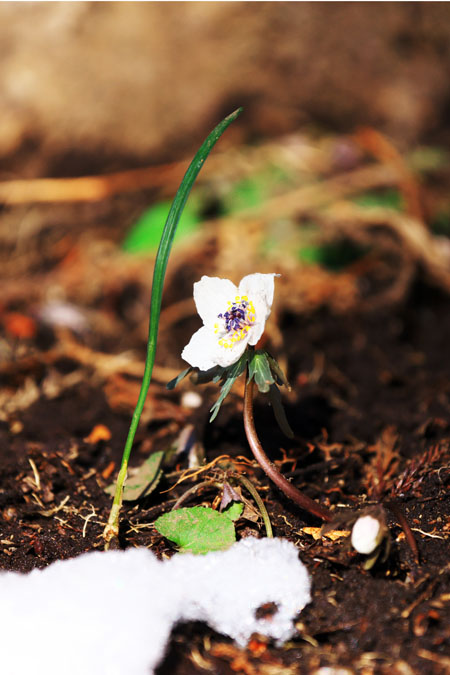 栃木市　花之江の郷の早春の花1_a0263109_21135526.jpg