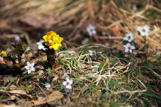 栃木市　花之江の郷の早春の花1_a0263109_2114547.jpg