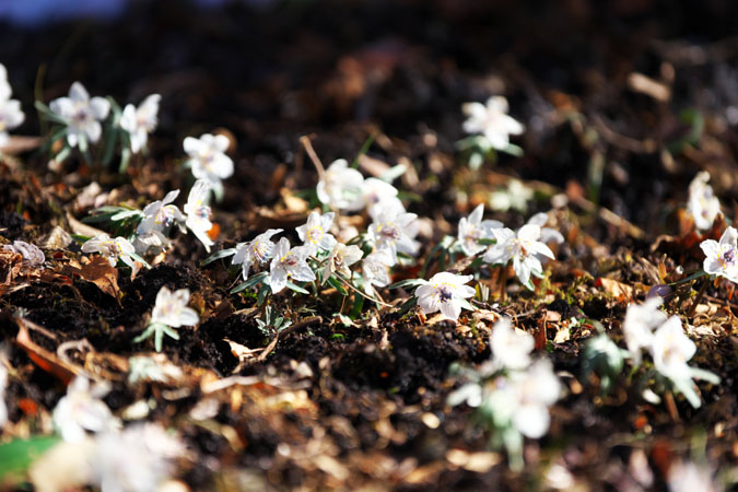 栃木市　花之江の郷の早春の花1_a0263109_21291043.jpg