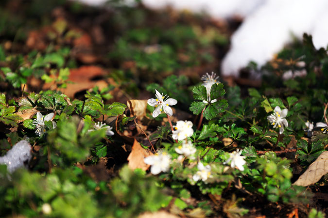 栃木市　花之江の郷の早春の花1_a0263109_21294295.jpg