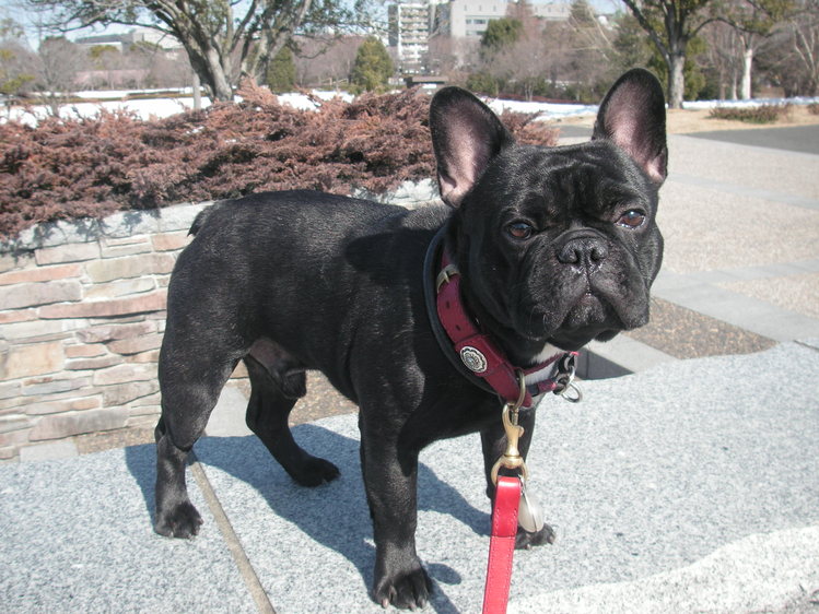フレンチブルドッグ buhiに載ったクロちゃん The Royal Family French Bulldog Breeder フレンチブルドッグ buhiに載ったクロちゃん The Royal Family French Bulldog Breeder