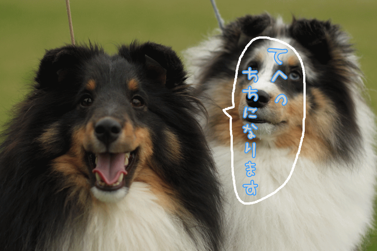 f0098313_19353375.gif