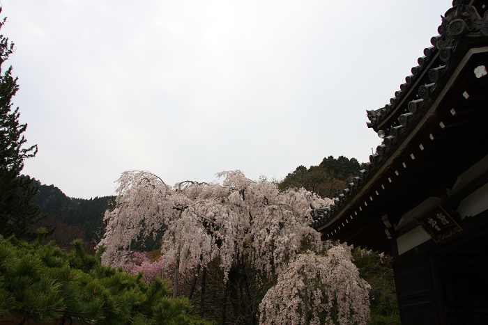 桜の大原野巡り －善峰寺－_b0169330_1736597.jpg