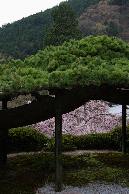 桜の大原野巡り －善峰寺－_b0169330_17394013.jpg