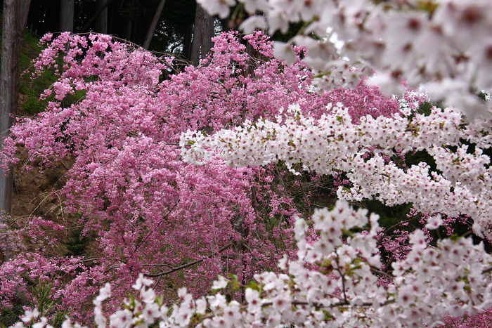 桜の大原野巡り －善峰寺－_b0169330_17434816.jpg