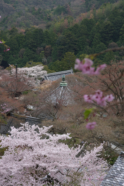 桜の大原野巡り －善峰寺－_b0169330_1747439.jpg