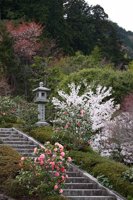 桜の大原野巡り －善峰寺－_b0169330_17475037.jpg