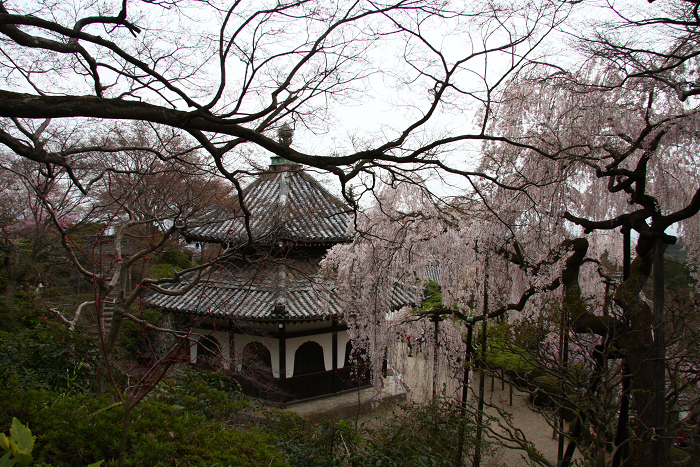 桜の大原野巡り －善峰寺－_b0169330_17483869.jpg