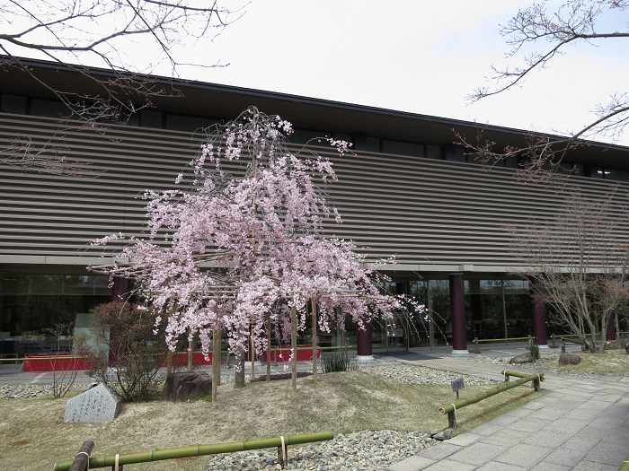 桜の大原野巡り －小倉山荘カフェ－_b0169330_8112248.jpg
