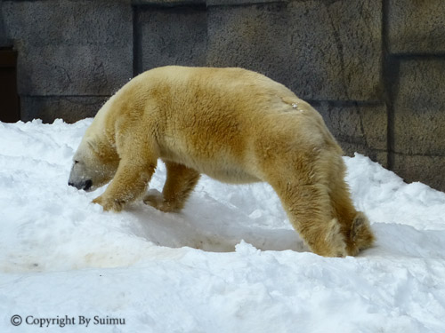 キャンディと雪だるま_d0154140_22524439.jpg