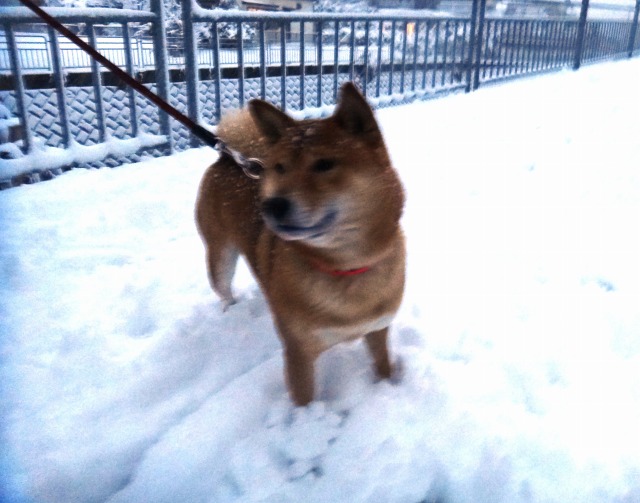 バレンタインと雪かきおさぼり➀_e0195743_0111560.jpg