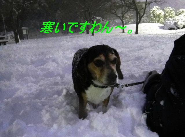 バレンタインと雪かきおさぼり➀_e0195743_019089.jpg
