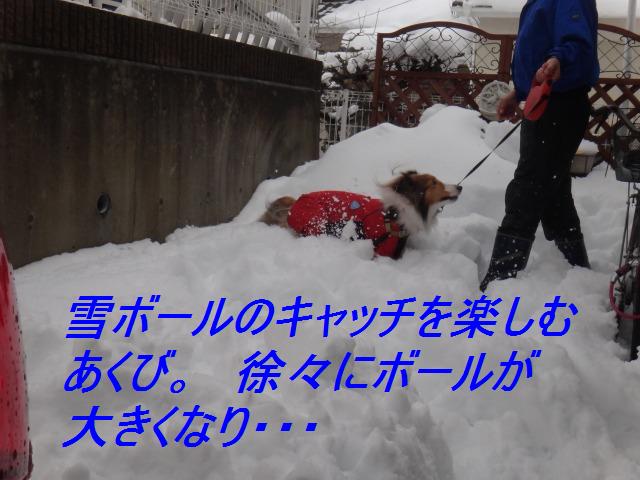 雪かきおさぼり家族・その2_e0195743_1211156.jpg