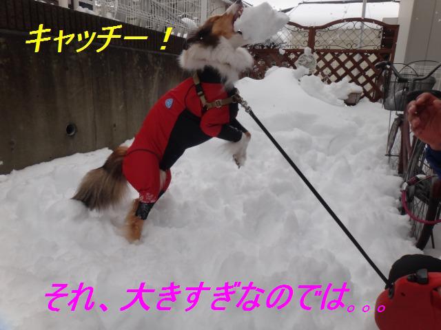 雪かきおさぼり家族・その2_e0195743_1221255.jpg