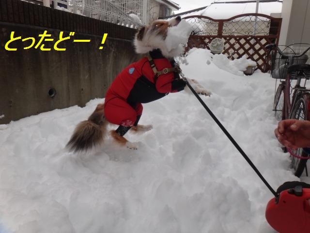 雪かきおさぼり家族・その2_e0195743_1224391.jpg