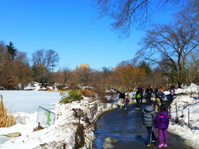 雪の後のセントラルパークの鴨たち、_a0170045_23918.jpg