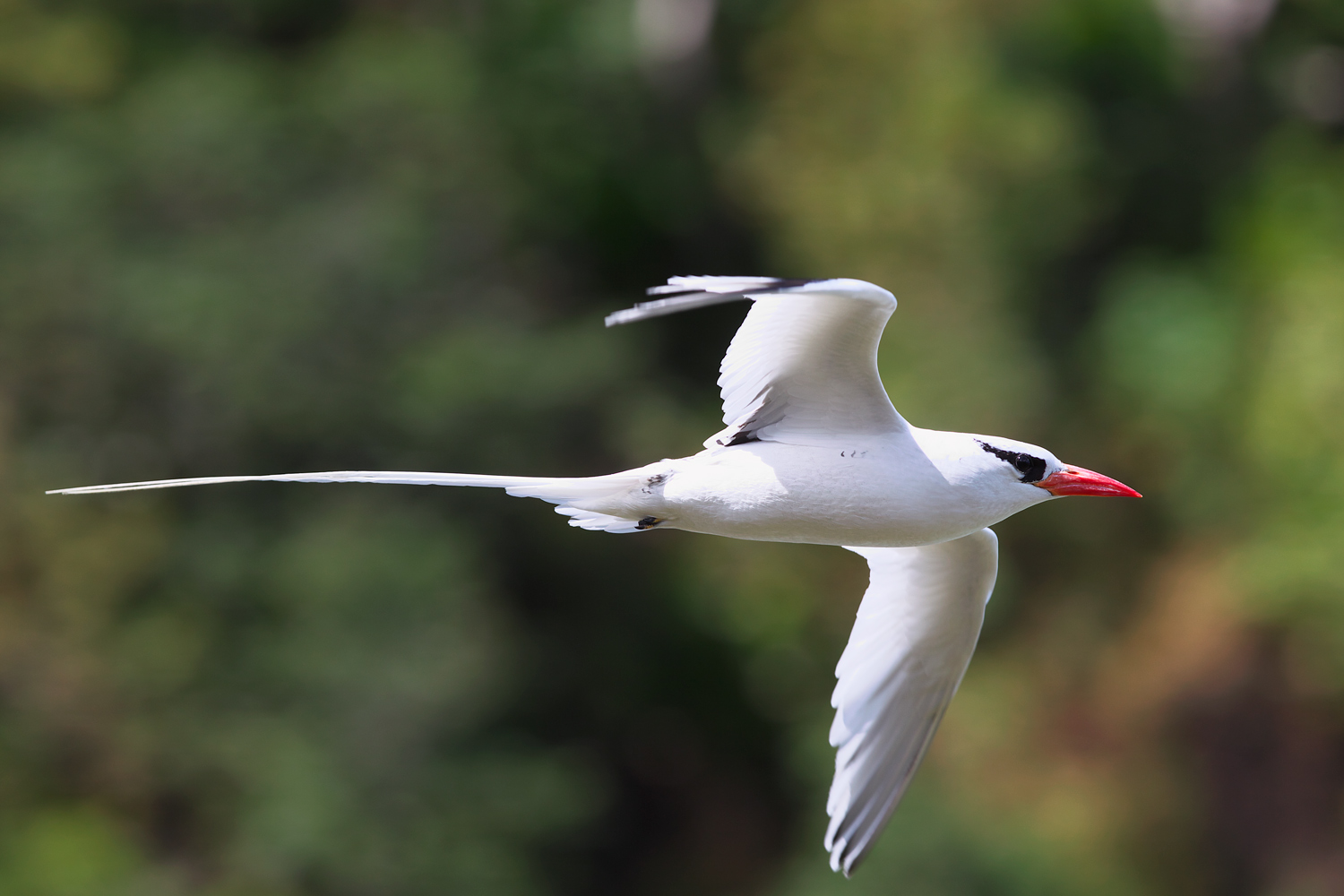 アカハシネッタイチョウ Red Billed Tropicbird ぼちぼち と 野鳥大好き O