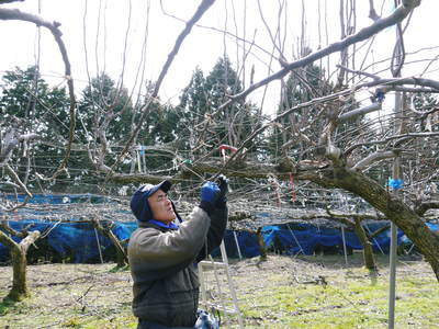 熊本梨　岩永農園　匠の誘引作業　最高のステージを作り上げるために_a0254656_18592940.jpg