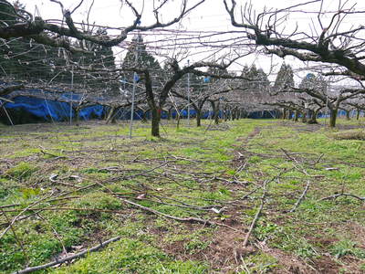 熊本梨　岩永農園　匠の誘引作業　最高のステージを作り上げるために_a0254656_19151735.jpg