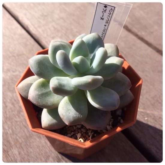 寒さにやられたにく むりせんとこ