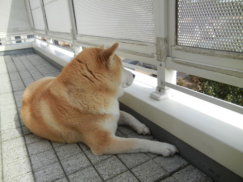 ’14,2,23(日)感動をありがとう!ソチ五輪!_f0060461_14391919.jpg