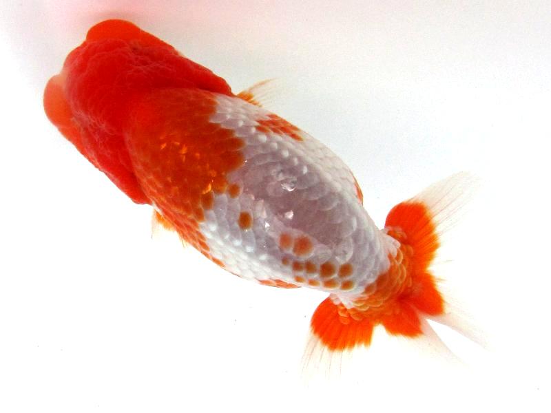 ブログ限定 2月17日 3月31日乗り換えキャンペーン 開催中 金魚一道ブログ ブログ限定 2月17日 3月31日乗り換えキャンペーン 開催中 金魚一道ブログ