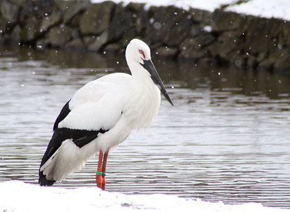 コウノトリ♪　　城崎温泉の近くにて・・_f0139465_9214594.jpg