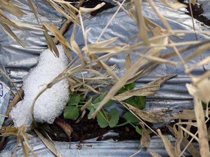 大雪でジャガイモの植え付けとニンジン種まきは延期に_c0014967_1121171.jpg