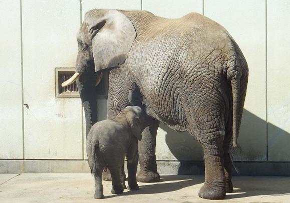 廃棄される竹を動物園へ・・・　_e0272869_22431517.jpg