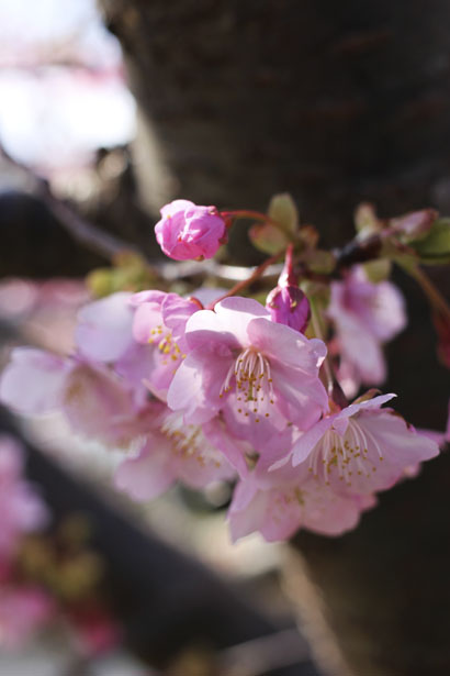 河津桜_f0097970_1444222.jpg