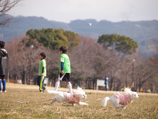 2月22日のお散歩～①_b0302075_19403249.jpg